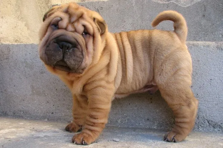 Shar pei i šiba inu štenci na prodaju