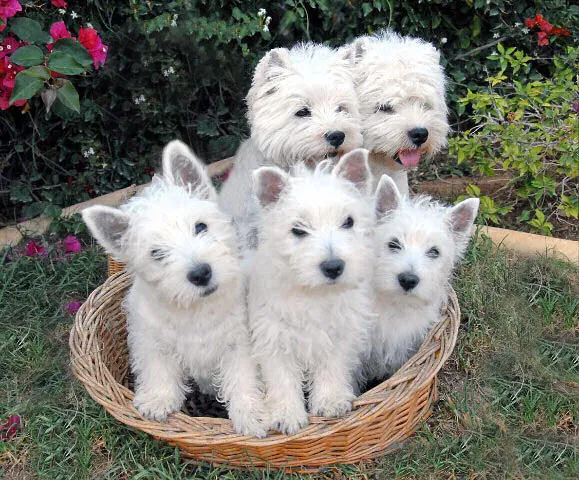 Westi i škotski terijer štenci na prodaju