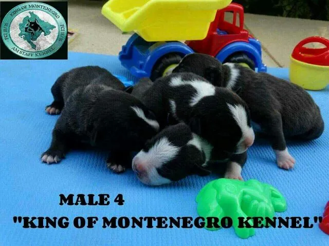 Americki stafordski terijer, stenci