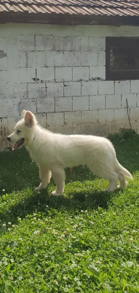 Beli Svajcarski ovcar 