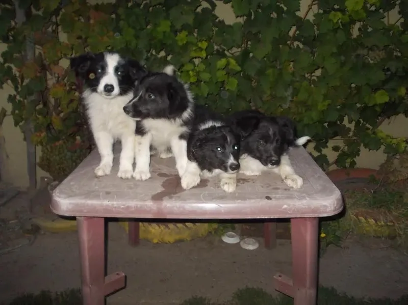 Border Collie štenci