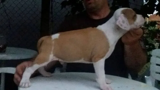 Američki Staford terijer  