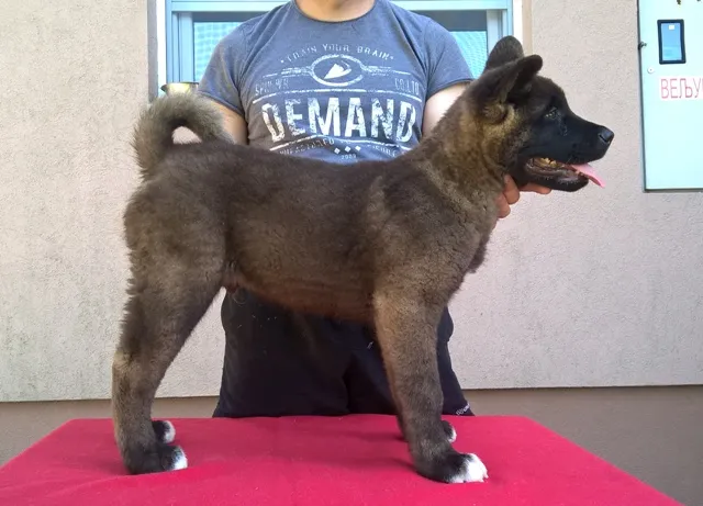 Americka Akita, stenci odlicnog pedigrea