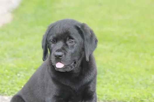 stenci labradora