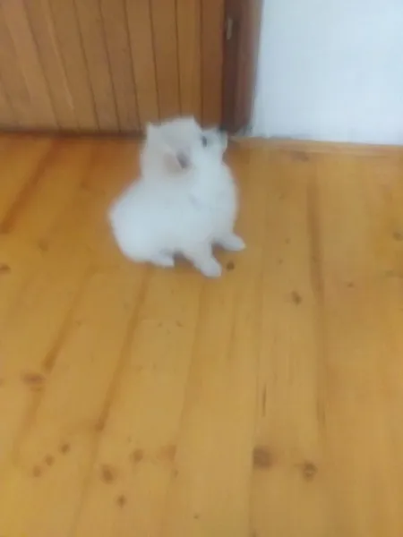 Pomeranski mini špic