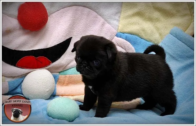 MOPS stenci "Baby Mops Land"