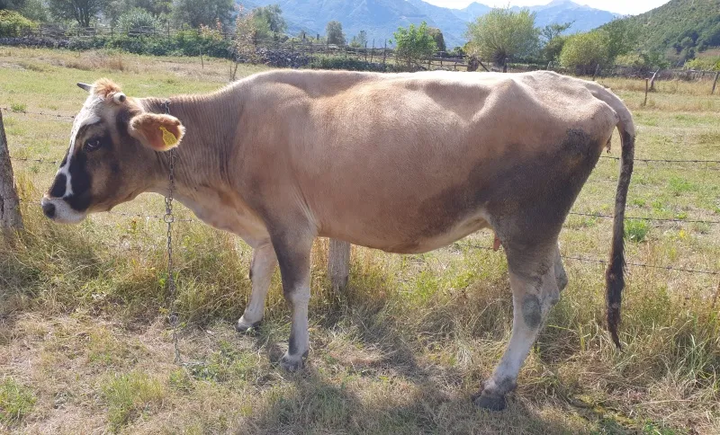 Prodajem kravu za držanje, starosti između 5-6 godina.