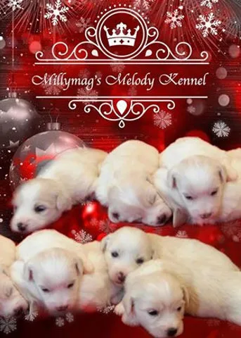 Coton de Tulear stenci