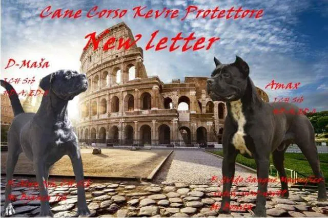 Cane Corso Kevre Protettore