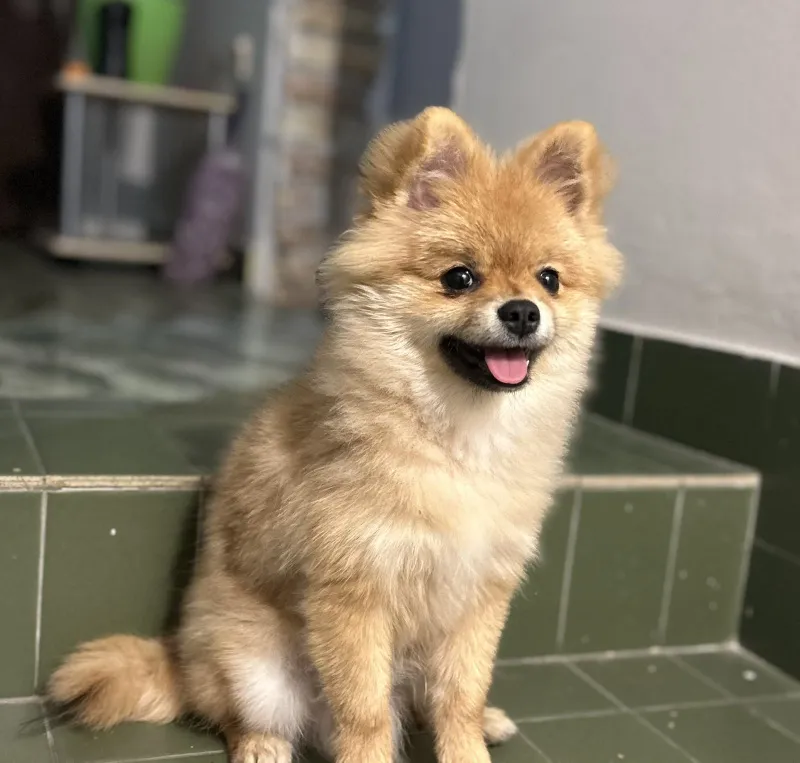 Pomeranian