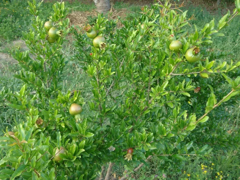 Domaći sok od šipka