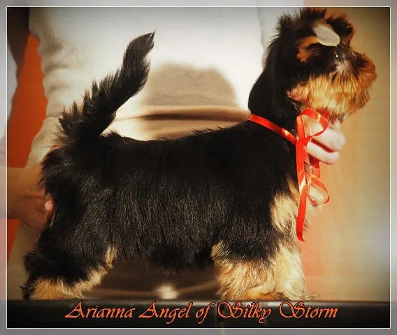 JORKSIR terijer stenci sampionskog porekla