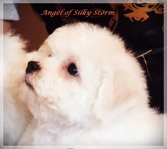 KOVRDZAVI BISONI - vrhunsko leglo