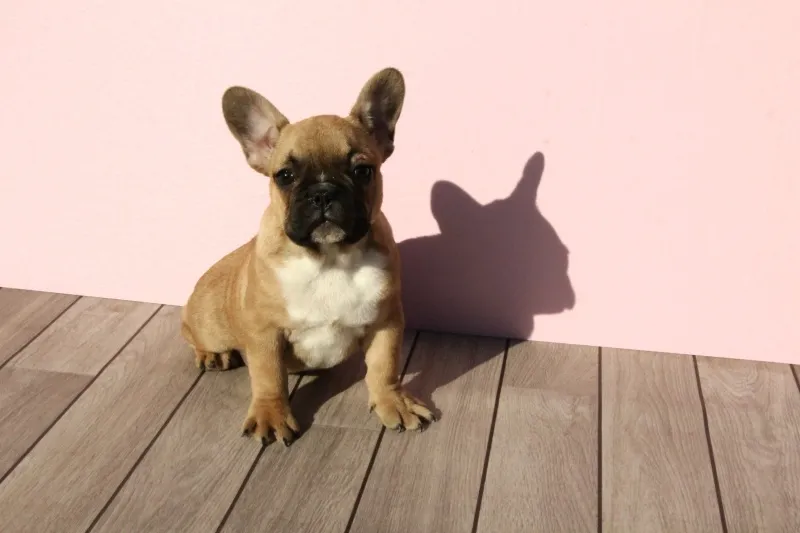 Francuski buldog stenci
