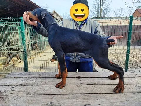 Doberman štenci