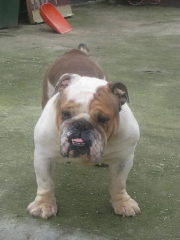 Engleski  Buldog