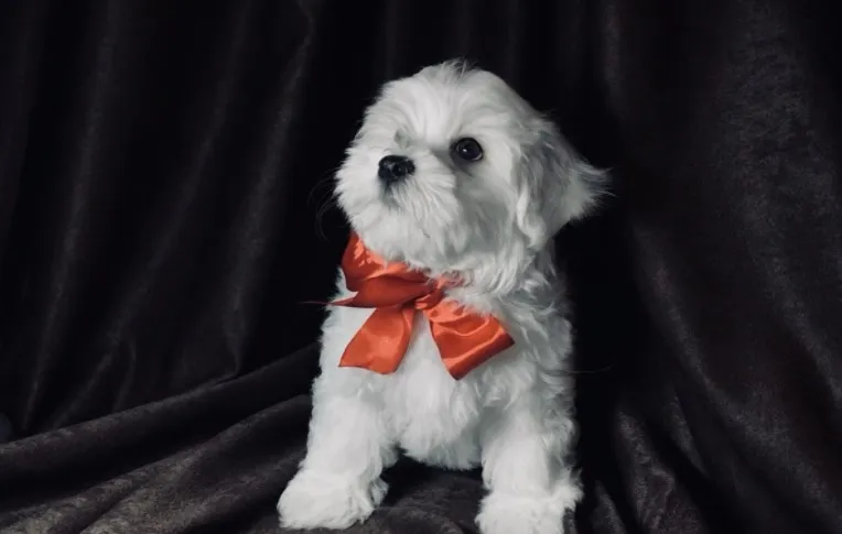 Maltezer i coton de tulear stenci na prodaju