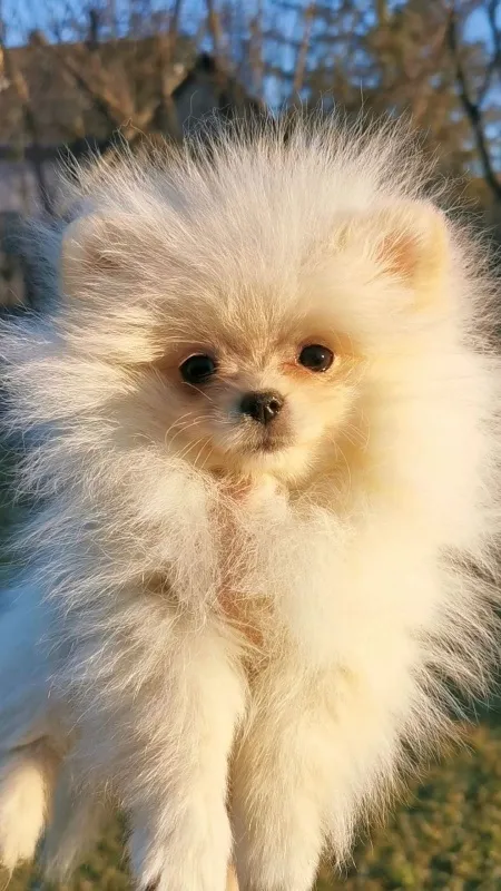 Pomeranski špic Pomeranac
