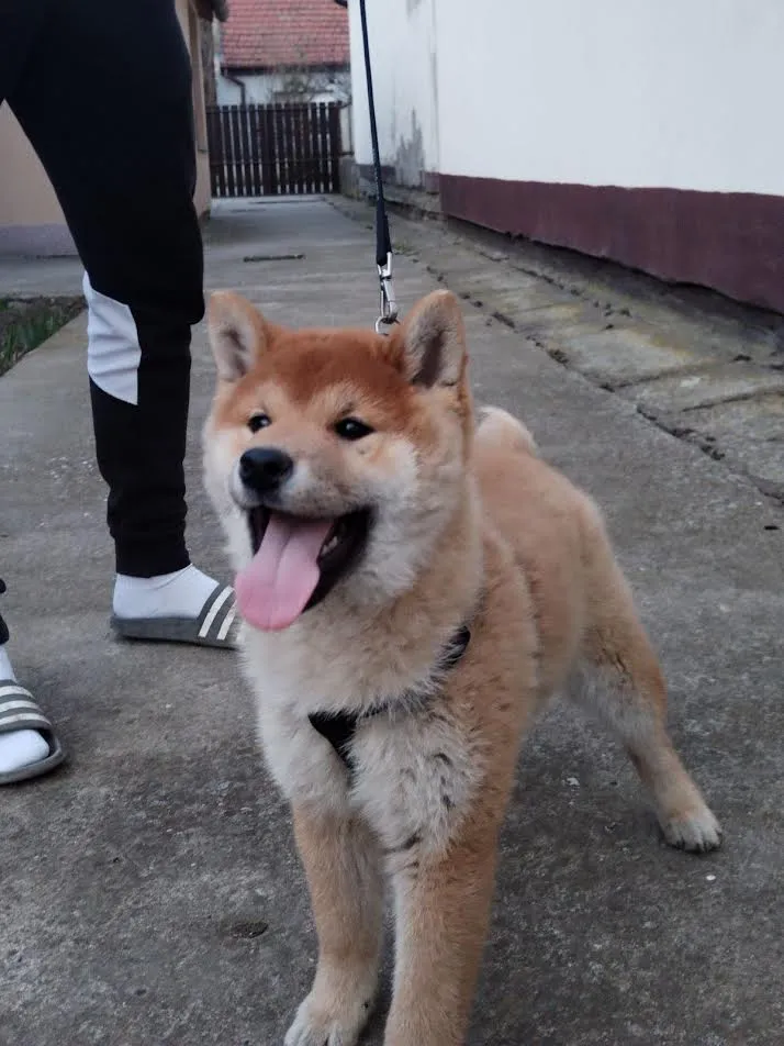 Shiba inu 