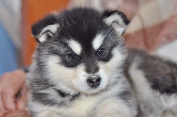 Aljaski malamut i akita inu stenci na prodaju