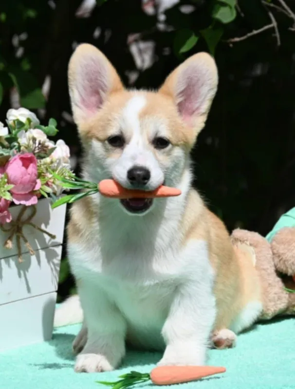 Velski korgi/Welsh Corgi Pembroke