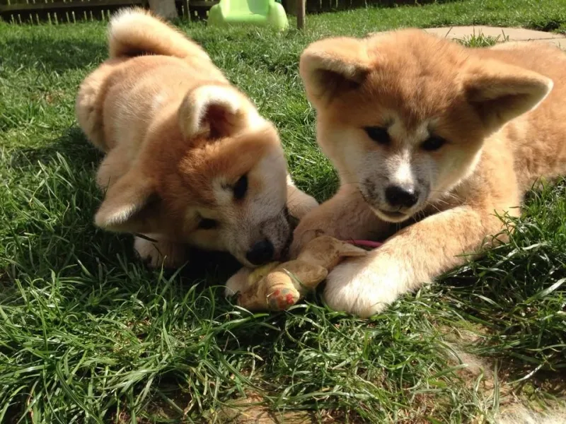 Akita inu i aljaski malamut stenci na prodaju