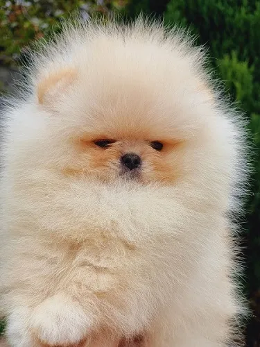 Pomeranac Boo ženkica