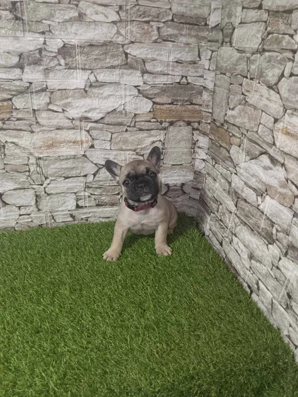 Francuski Buldog vrhunski štenci