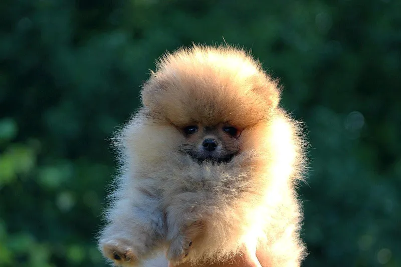 Pomeranac BOO medvedići, Pomeranski Špic štenci