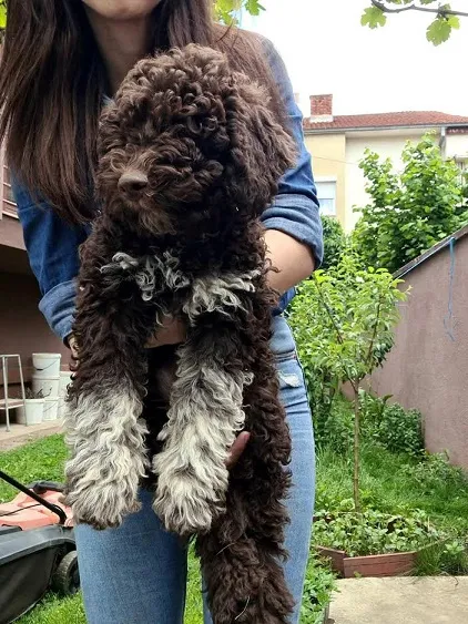 Lagotto romanjolo 
