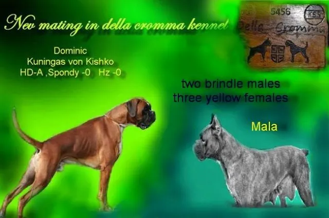 BOKSER STENCI NA PRODAJU