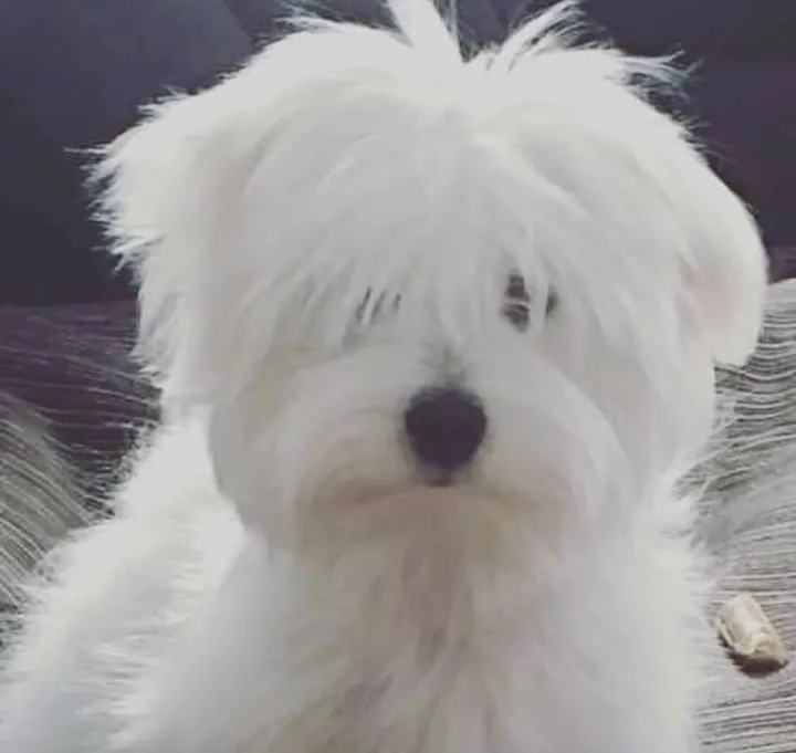 Coton de Tulear