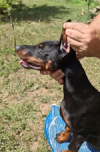 Doberman štenci 