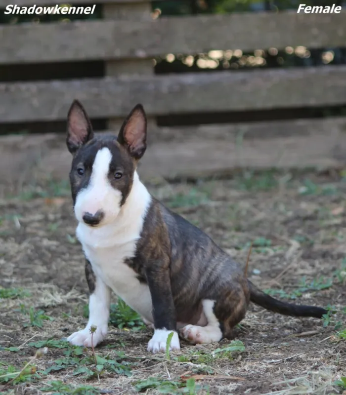 Mini Bull Terijer štenci