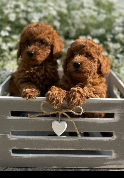 Stenci toy i mini pudle vrhunske genetike 