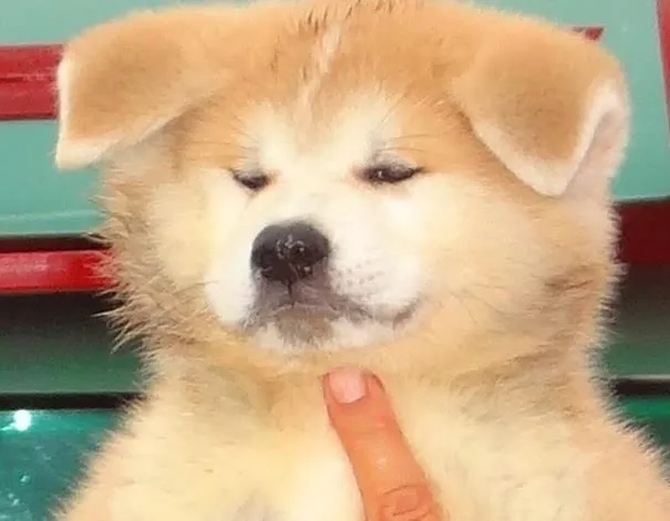 Akita Inu, 2 prelepa muzijaka