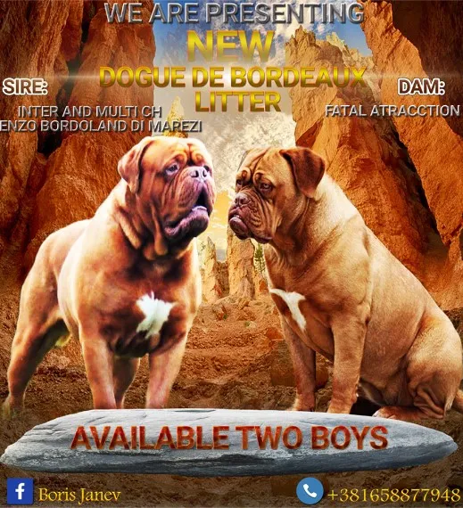 Bordoska doga 2 muska steneta