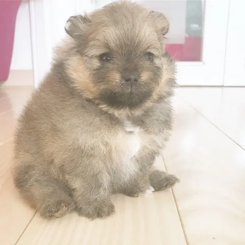 Boo pomeranski spic