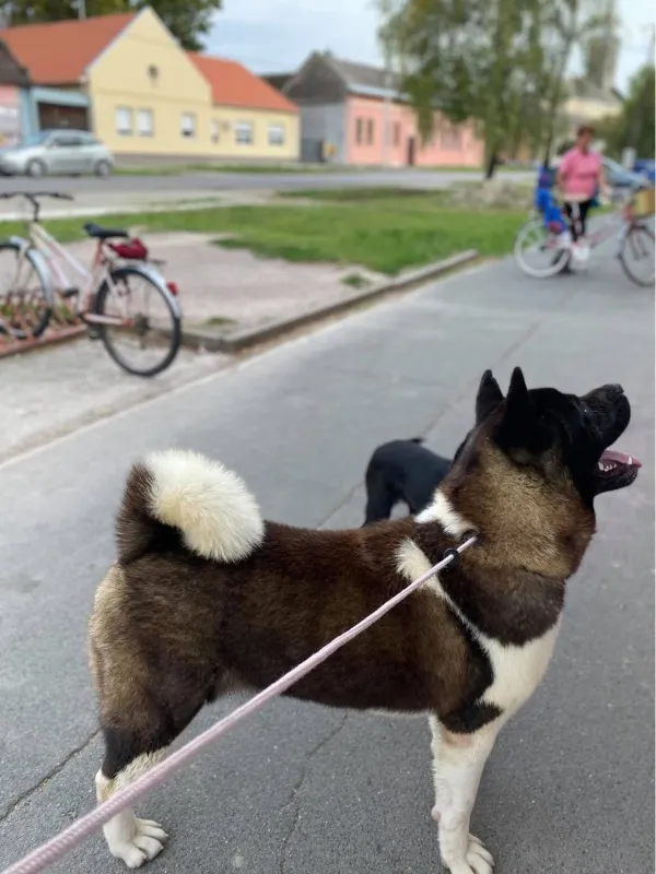 Americka akita, muzjak za PARENJE-Sivac