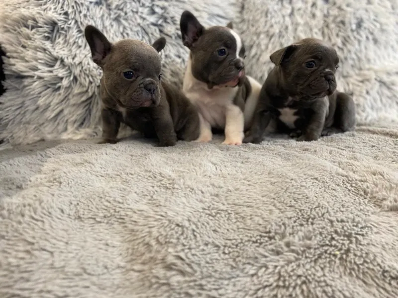 Štenci francuskog buldoga egzotične plave boje