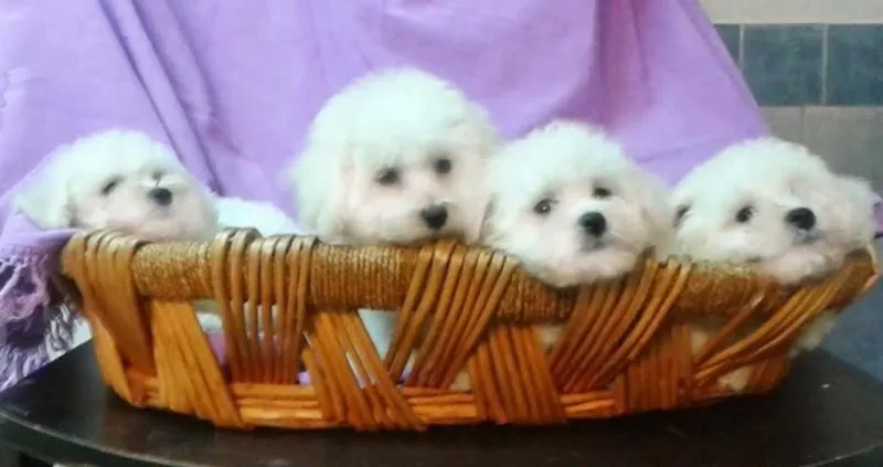 Bison kovrdzavi - vrhunsko leglo, izlozbenog potencijala