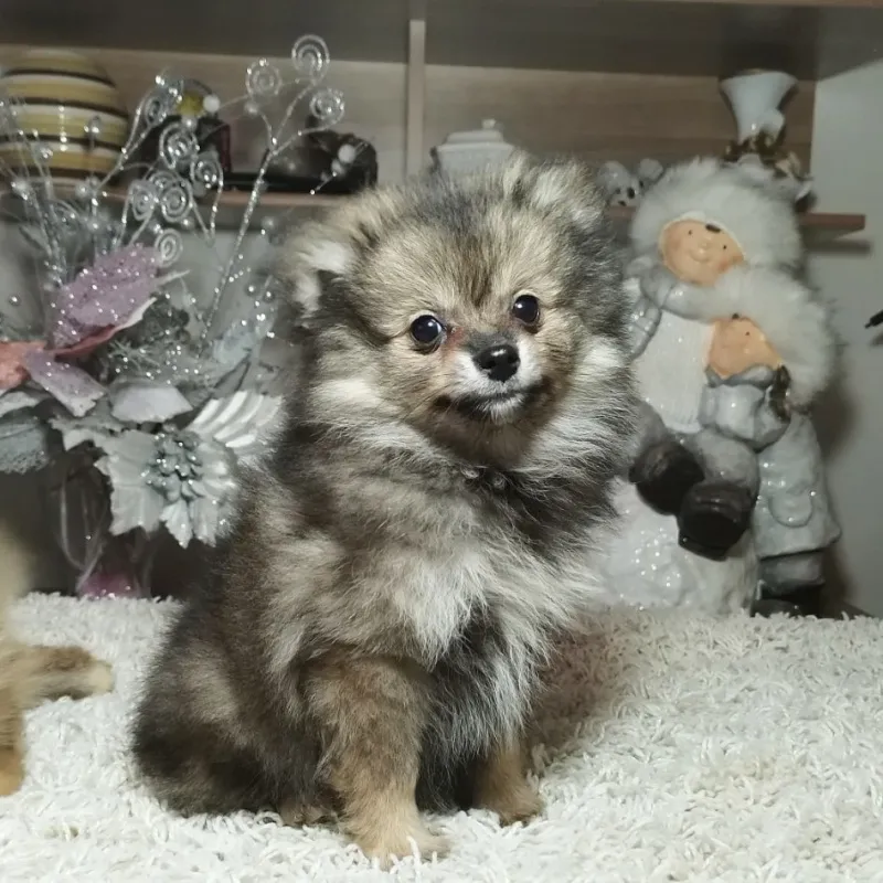 Pomeranski spic