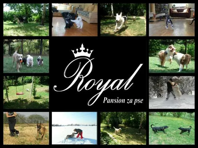 Pansion za pse ROYAL u Beogradu