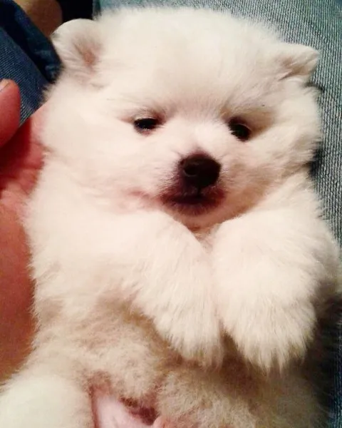 Pomeranski spic musko stene