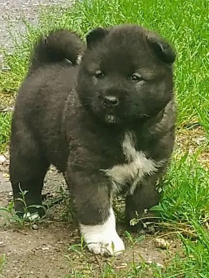 Američka akita