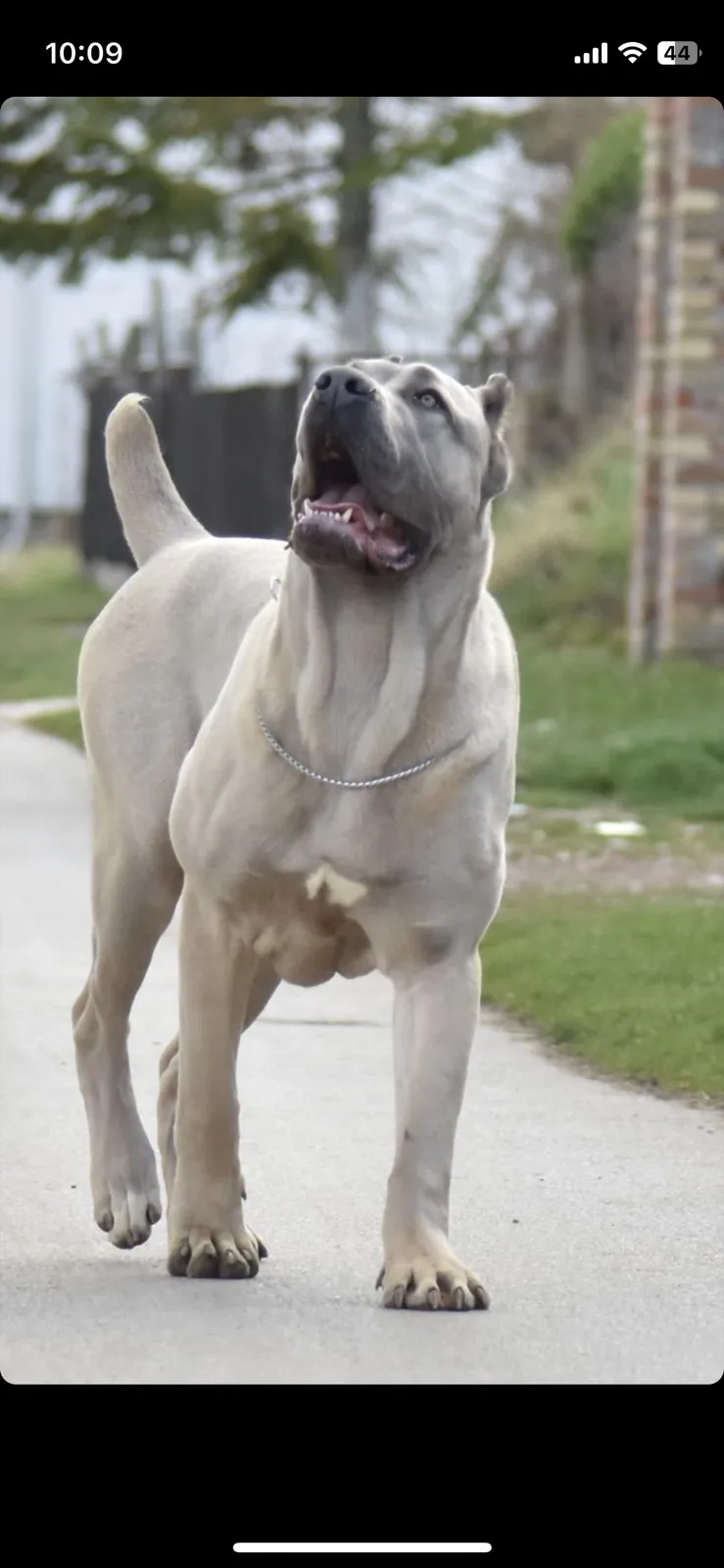 Cane Corso TOP štenci