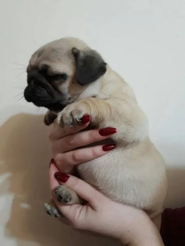 Mops štenci