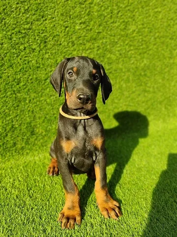 Doberman štenci