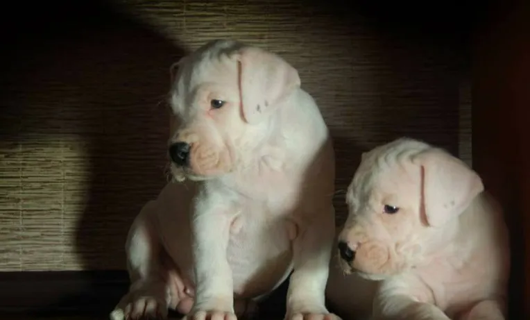 Dogo argentino i bulterijer stenci na prodaju