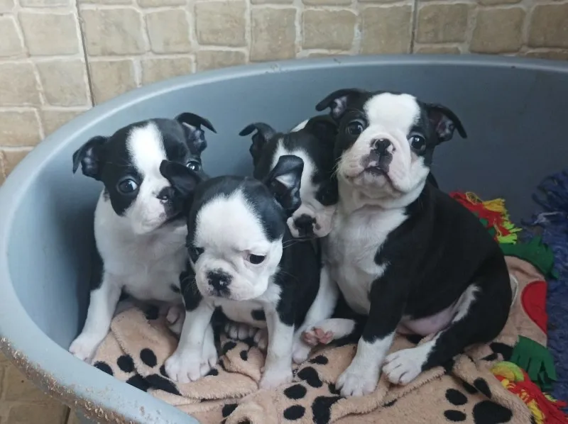 Boston terijer zenska stenad